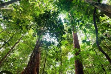Bị tàn phá, rừng nhiệt đới bắt đầu thải carbon nhiều hơn hấp thụ
